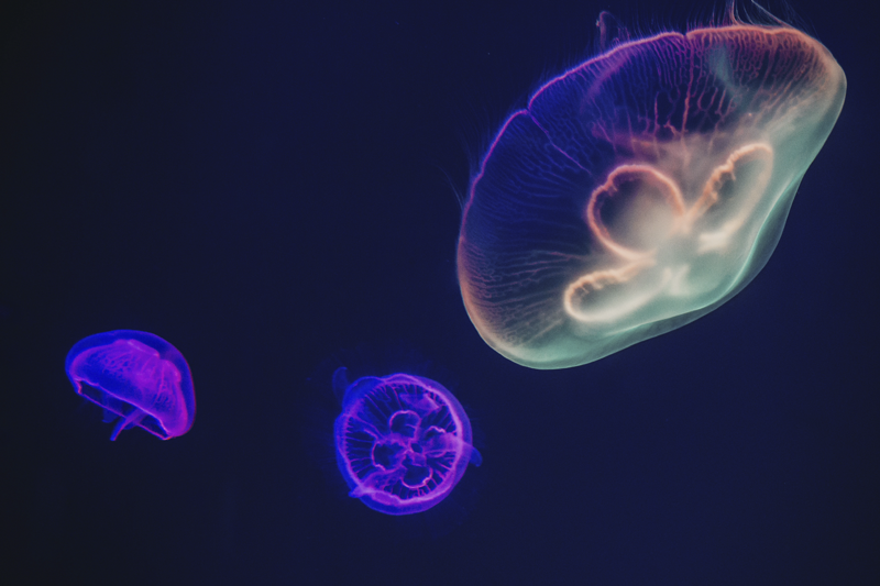 Mångfärgade maneter fisk bordstabletter - Tenstickers