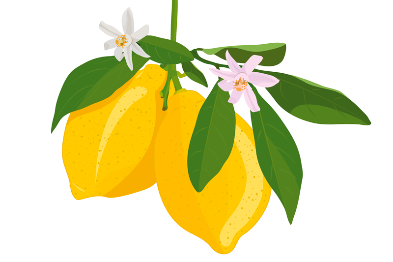 Blommiga citronplattformar - Tenstickers