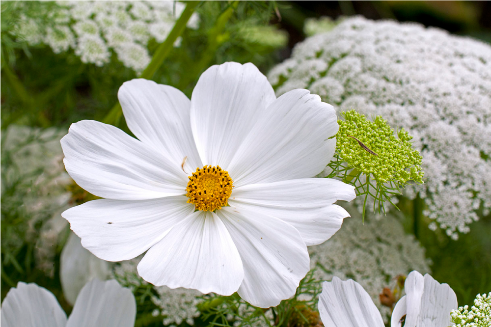 Bordstabletter original elegant vit blomma - Tenstickers