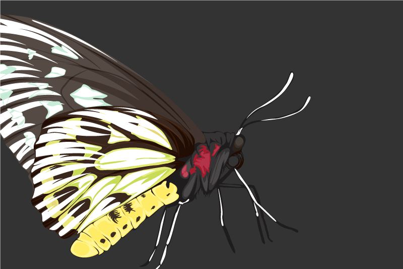 Bordstabletter original färgglad fjärilsillustration - Tenstickers