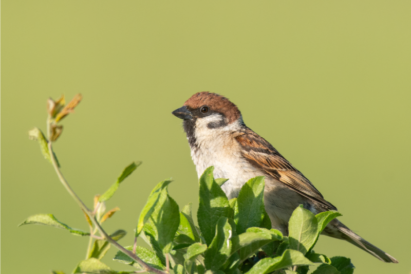 Fågel på grön bordstabletter modernt - Tenstickers