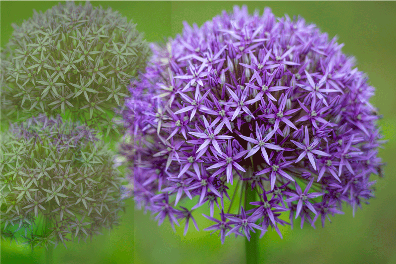 Vibrerande lila blommor bordstabletter - Tenstickers