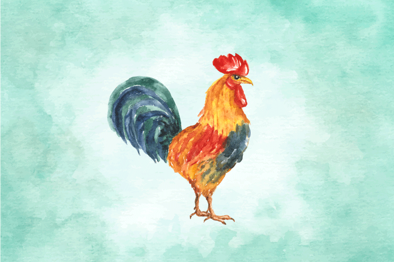 Bordstabletter original färgglad tuppillustration - Tenstickers