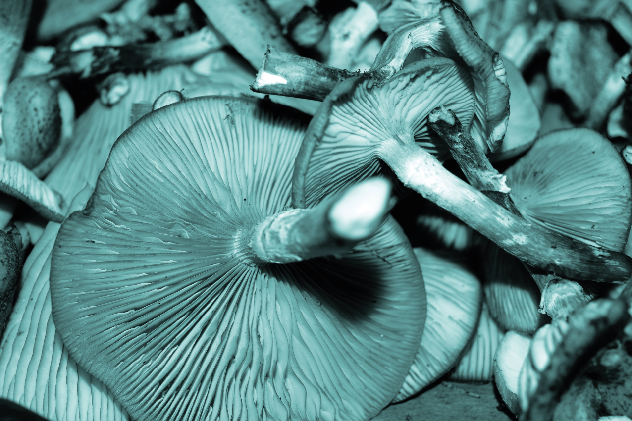 Bordstabletter svamp nära upp - Tenstickers