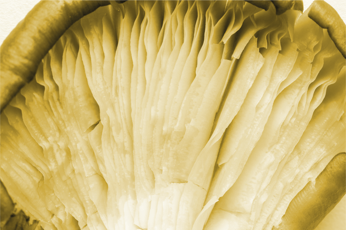 Kurvade bladskikt bordstabletter - Tenstickers