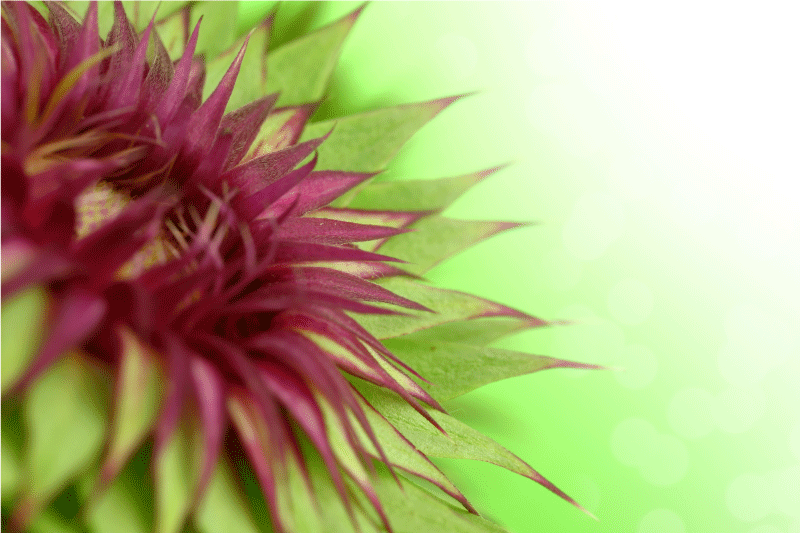 Tistel Bordstabletter elegant - Tenstickers