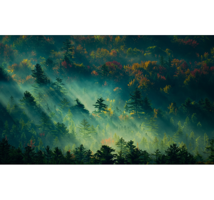 Fototapeter skogar den stämningsfulla skogen - Tenstickers