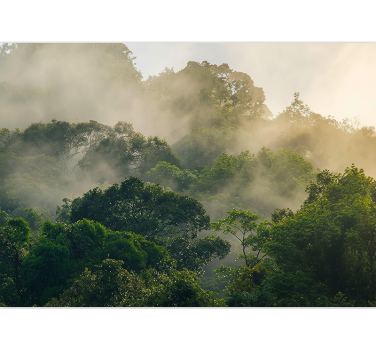 Fototapeter skogar grön dungel canopy - Tenstickers