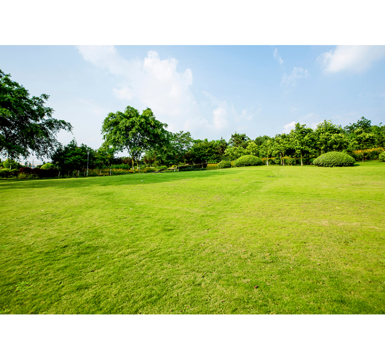 Grön äng natur fototapet - Tenstickers