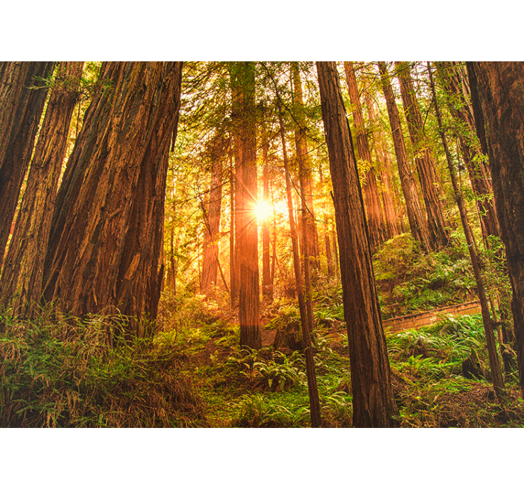 Mystisk morgon skog fototapet - Tenstickers