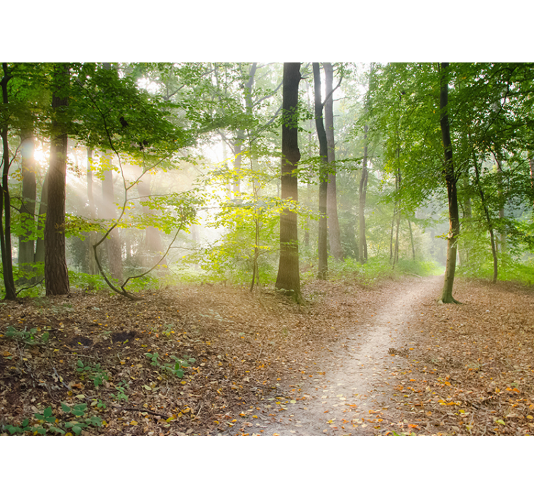 Fantastisk skog fototapet - Tenstickers