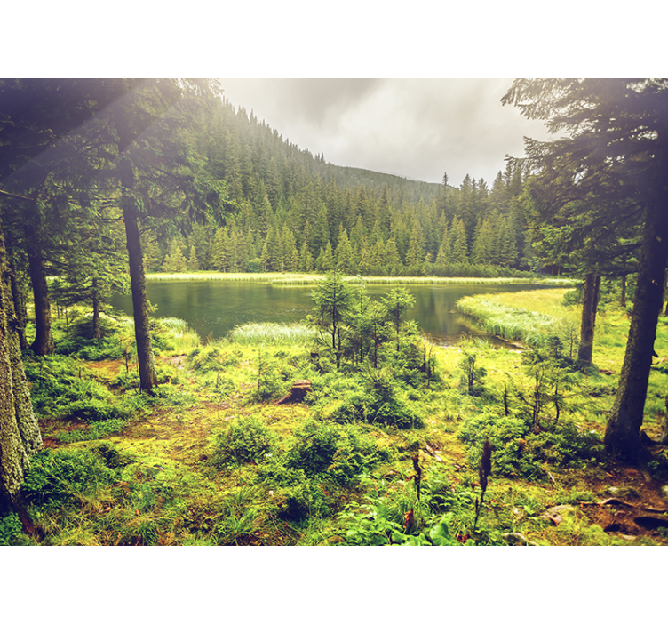 Gröna träd skog fototapet - Tenstickers