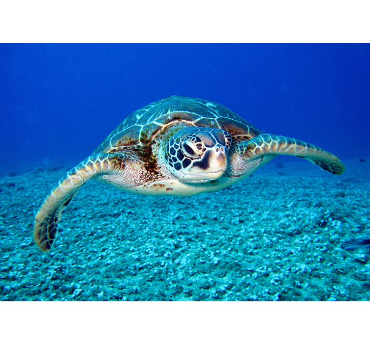 Hawksbill havssköldpadda djur fototapet - Tenstickers