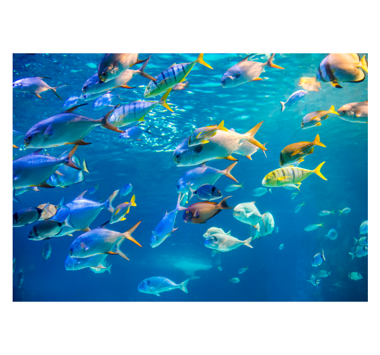 School of sea animal fototapet - Tenstickers