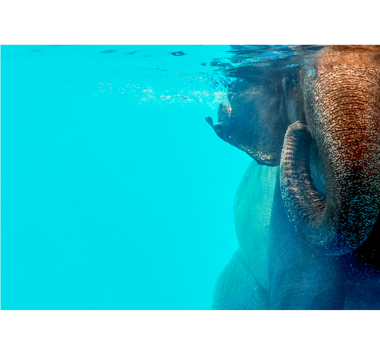 Vardagsrum elefant under havet fototapeta - Tenstickers