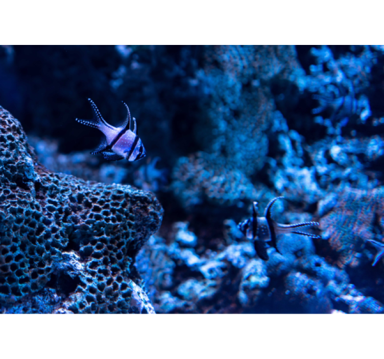 Korallrevfisk Fototapeter djur - Tenstickers