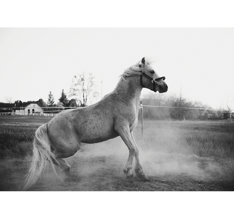 Fototapeter djur galopperande ponny - Tenstickers