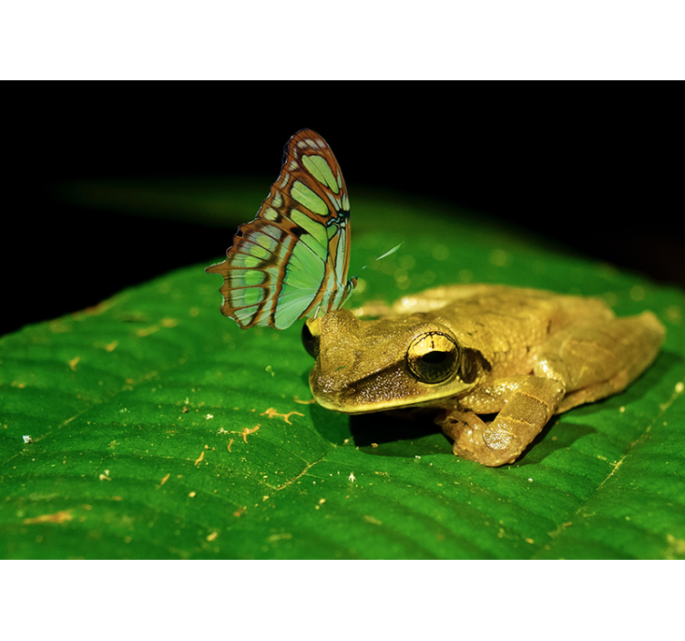 Fredlig konfrontation groda tapet - Tenstickers