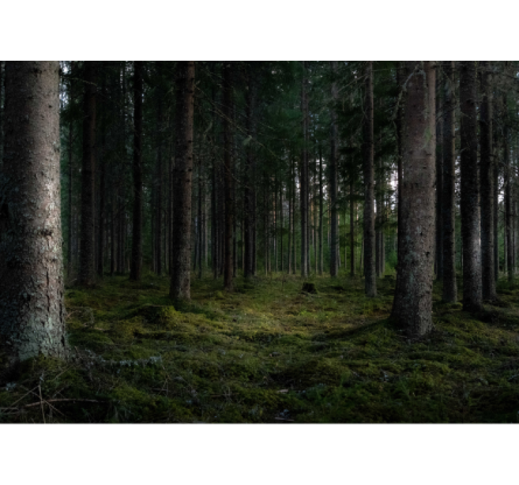 Frodig skog scen Fototapeter Skogar - Tenstickers