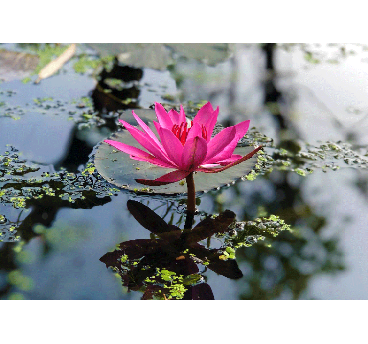 Elegant rosa lotusblomma Fototapeter Vallmor - Tenstickers