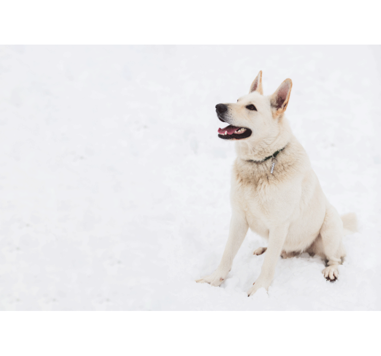 Husky i snön väggmålningen - Tenstickers