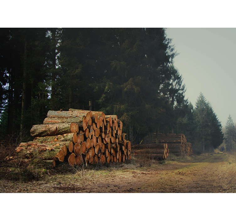 Timmerhögar i skogen Fototapeter Skogar - Tenstickers