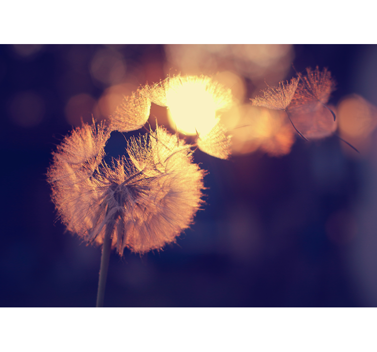 Maskrosfluff glöd Fototapeter Vallmor - Tenstickers