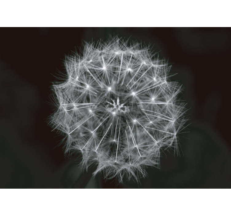 Fototapeter maskros fina maskrosutbrott - Tenstickers