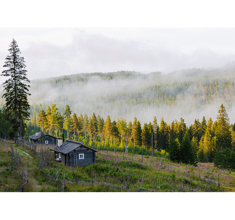 Dimma täckt skog Fototapeter Landskap - Tenstickers