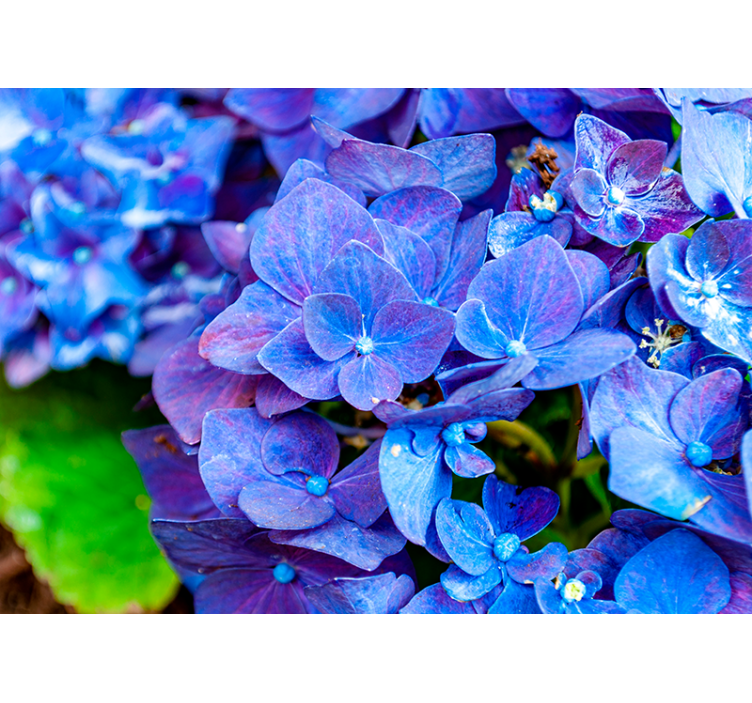Levande hortensia blommar Fototapeter Blommor - Tenstickers