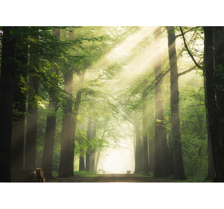 Träd med solen blixt natur fototapeta - Tenstickers