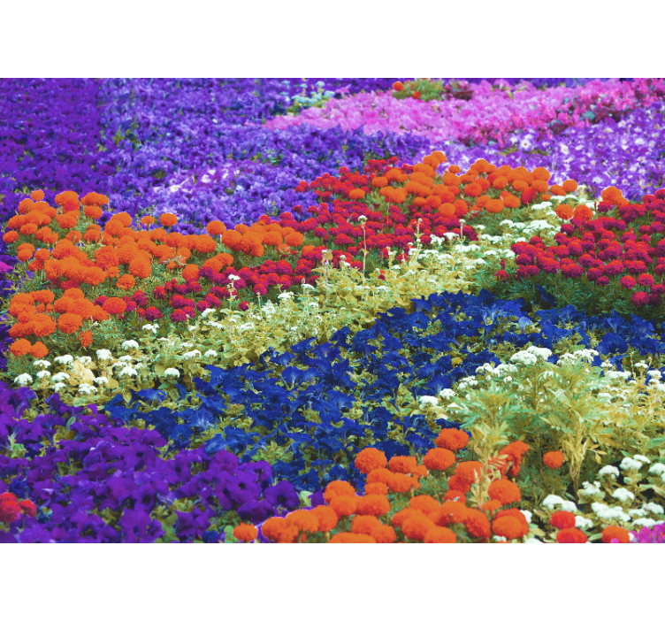 Färgglada fält Fototapeter Övriga blommor - Tenstickers