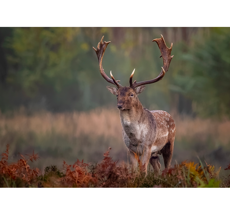 Fototapeter djur storslagen älg närvaro - Tenstickers