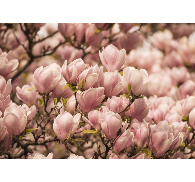 Blommande magnolia Fototapeter Blommor - Tenstickers