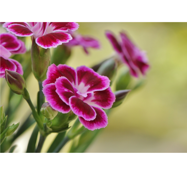 Närbild kryddnejlika fototapeta - Tenstickers