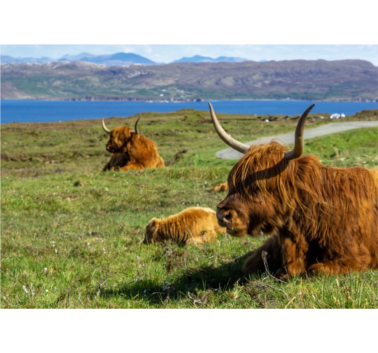 Fototapeter natur highlandkossor betande - Tenstickers