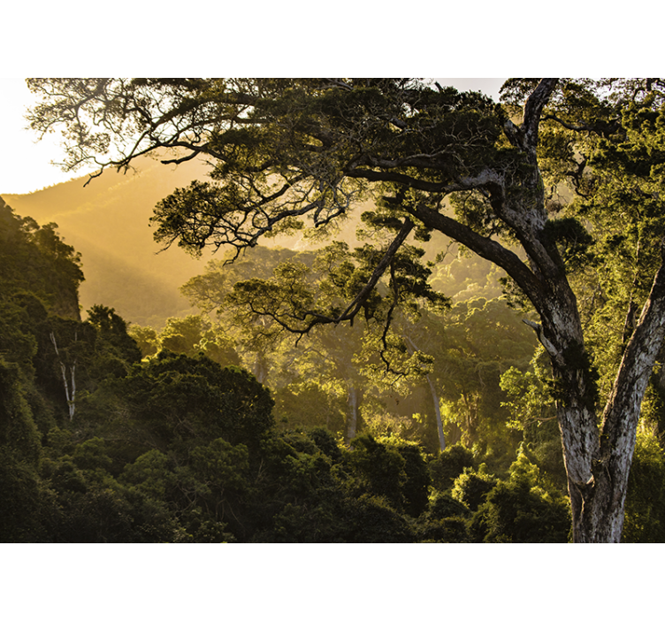 Fototapeter natur grönskande skogsmiljö - Tenstickers
