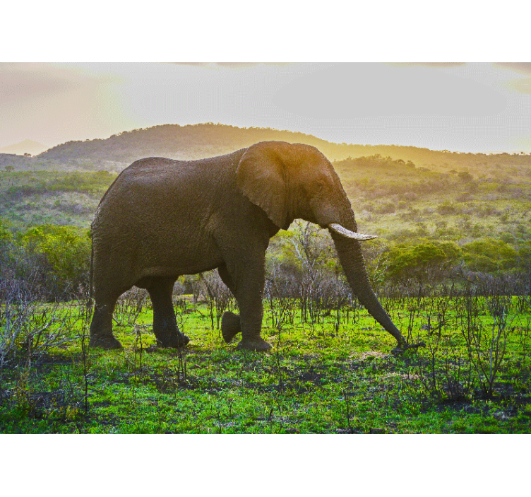 Fototapeter djur majestätisk elefantscen - Tenstickers