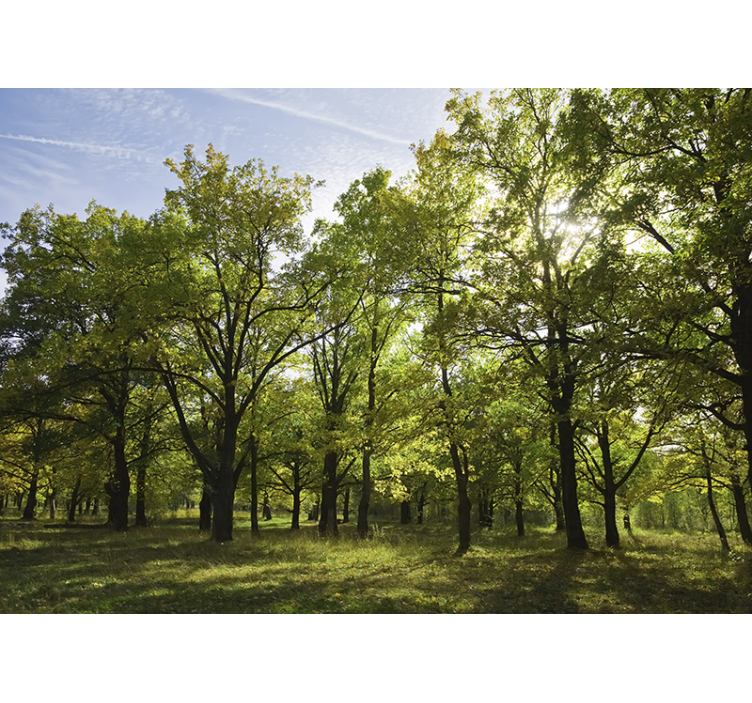 Fototapeter natur livfullt lövlandskap - Tenstickers