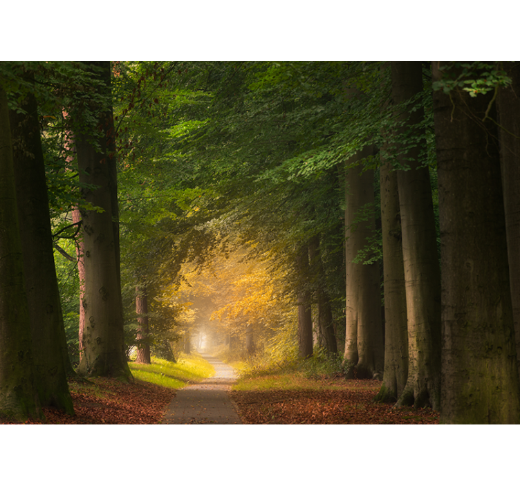 Fototapeter natur skogsstigscen - Tenstickers
