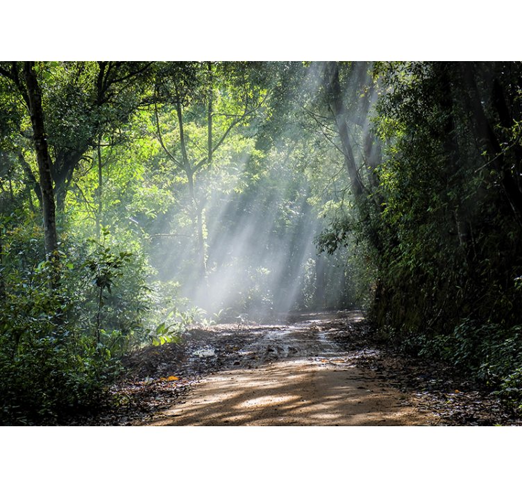 Fototapeter natur luminös skogsstig - Tenstickers