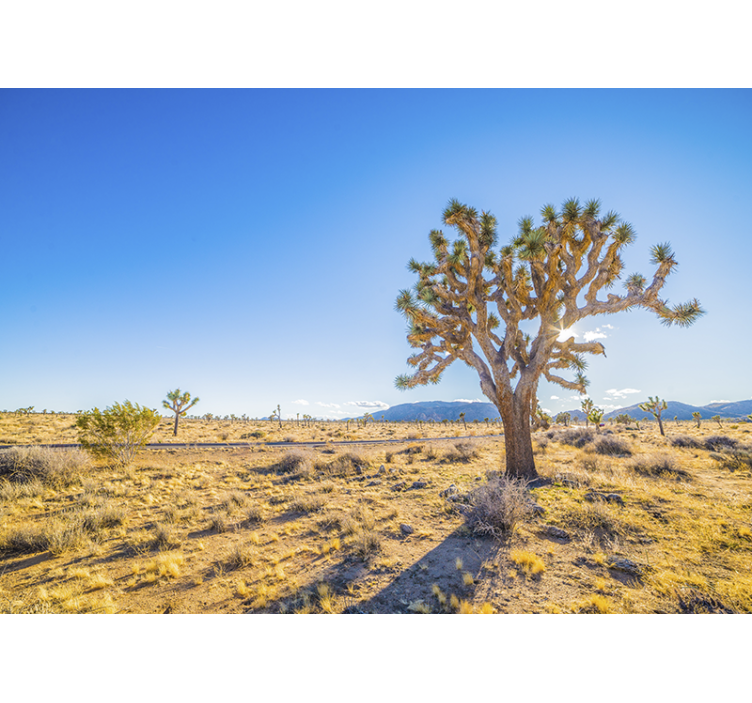 Fototapeter fjäll joshua tree landskap - Tenstickers