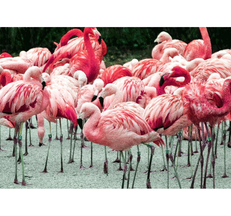 Fototapeter djur flamingo flock - Tenstickers
