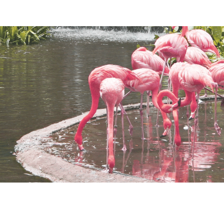 Fototapeter djur flamingosamling - Tenstickers