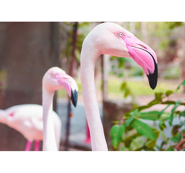 Fototapeter Övriga djur elegant flamingopar - Tenstickers