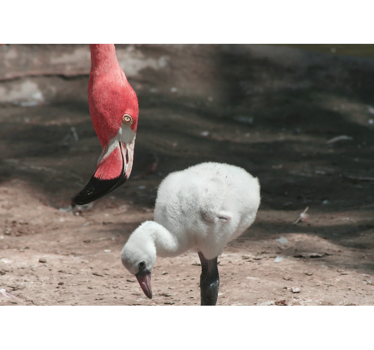 Fototapeter djur flamingo kyckling - Tenstickers