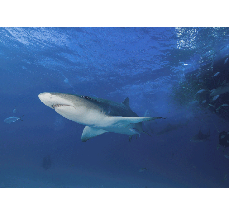 Haj simmar i havet väggmålningen - Tenstickers