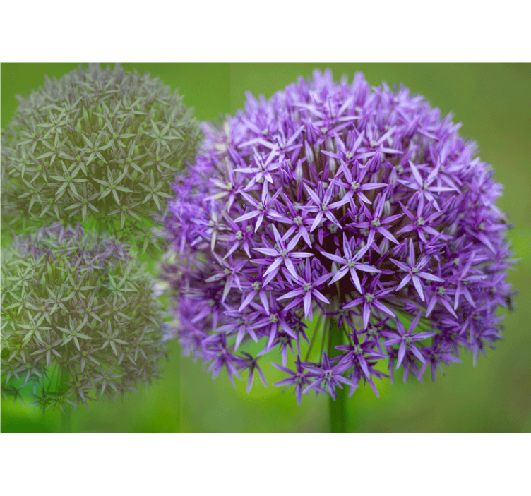 Fototapeter vallmor lila blomsterarrangemang - Tenstickers