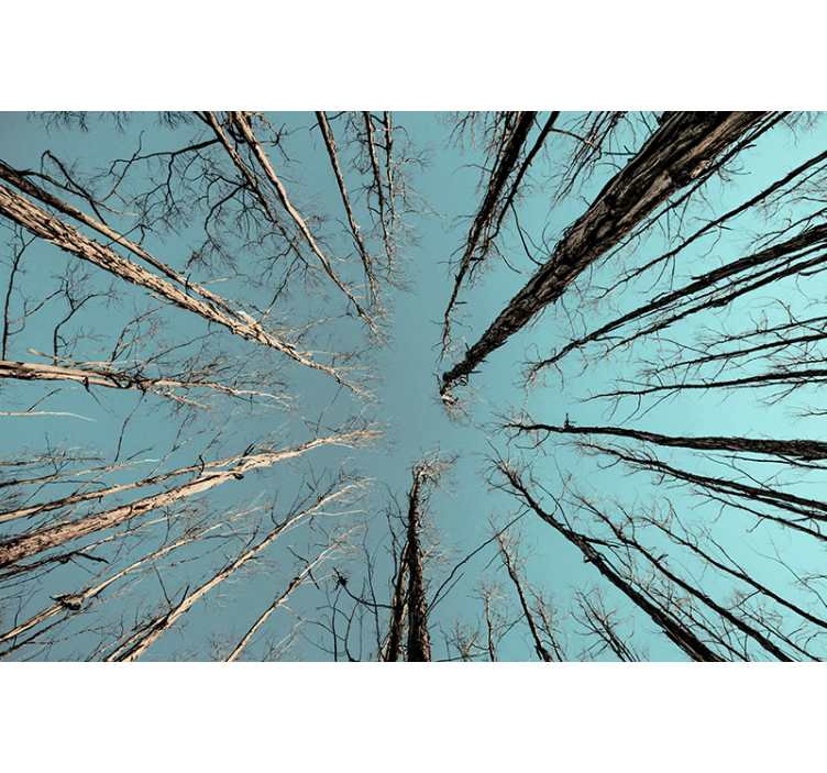 Fototapeter träd som når himlen - Tenstickers