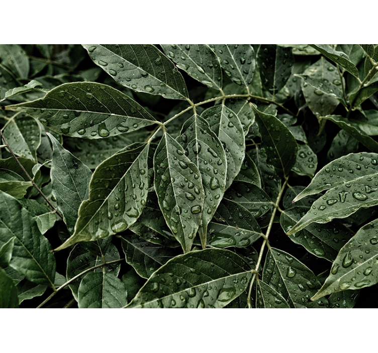 Fototapet löv med daggdroppar vardagsrum - Tenstickers